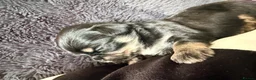 Mixed Breed dogs for sale: Malchi puppies - Advert 21