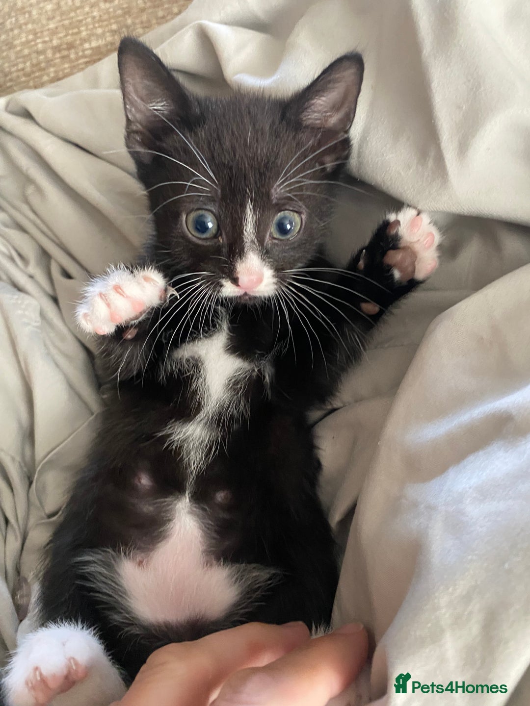 Mixed Breed cats for sale: 7 beautiful kittens - Image 6