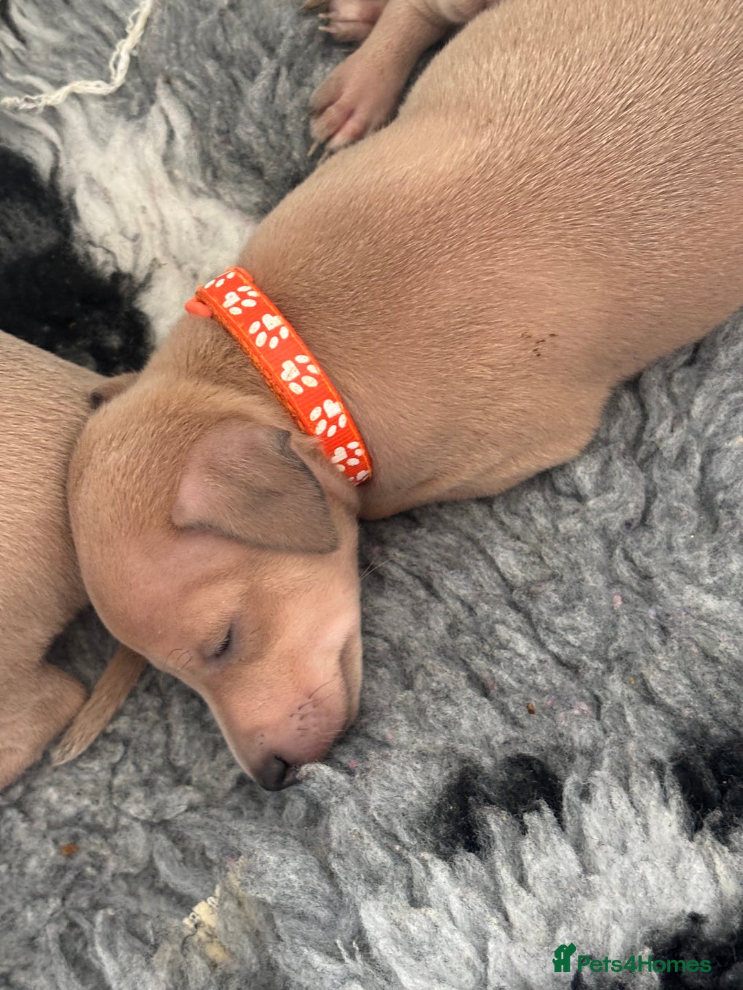 Italian Greyhound dogs for sale: Beautiful Italian Greyhound puppies - Image 14