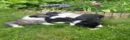Mixed Breed dogs for sale: Gorgeous border collie puppies  - Advert 3