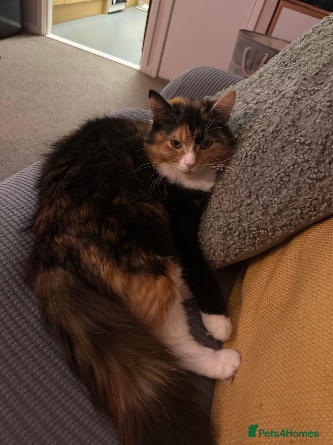 Ragdoll cats for sale: Sweet girl for sale  - Image 3