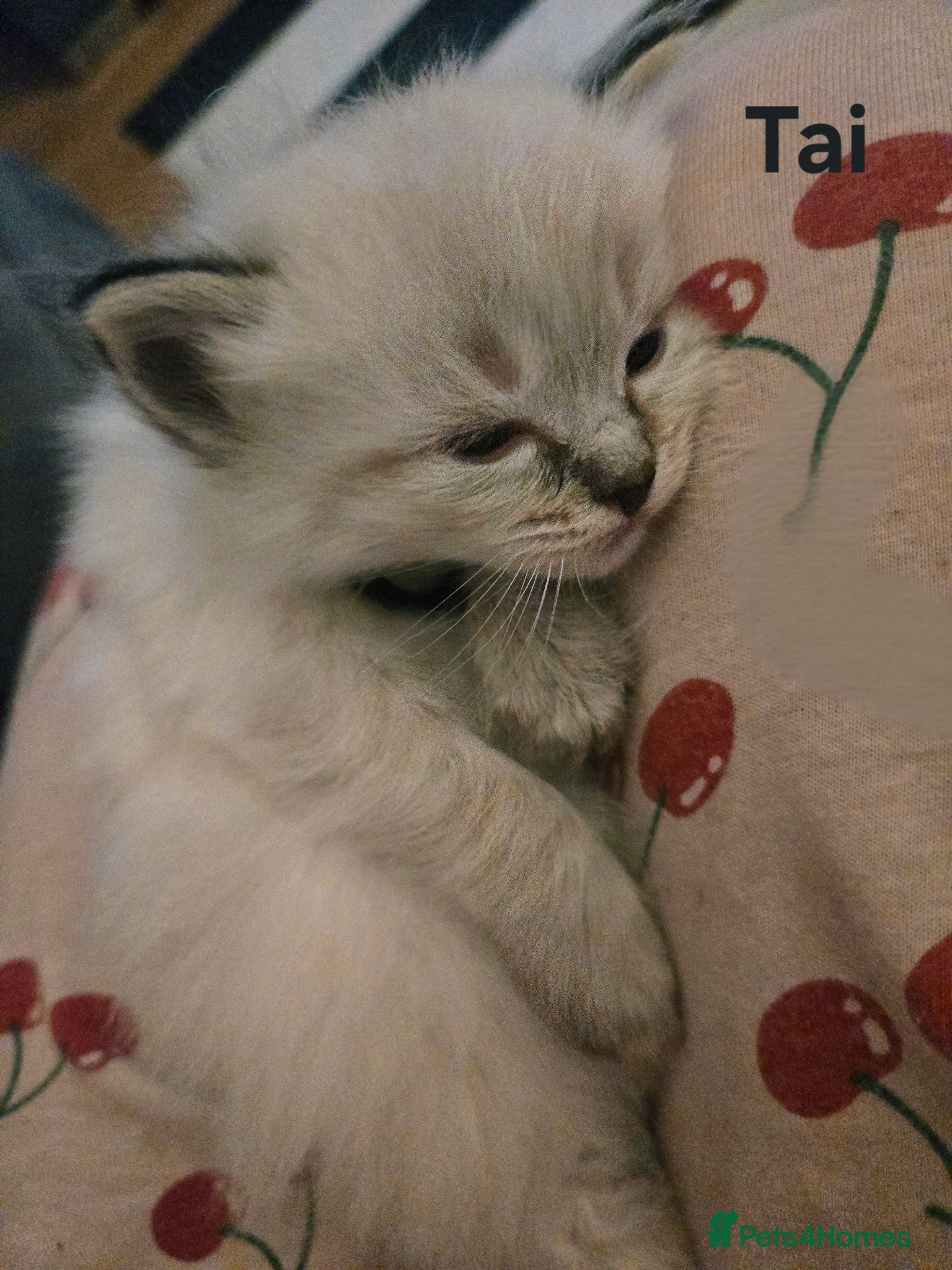 Ragdoll cats for sale: Stunning litter of Purebred Ragdoll kittens - Advert 20
