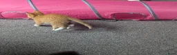 Mixed Breed cats for sale: Our ginger looking for a loving home 🏡 - Advert 7