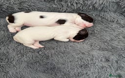 English Springer Spaniel dogs for sale: Beautiful English Springer Spaniel Puppies  - Image 7