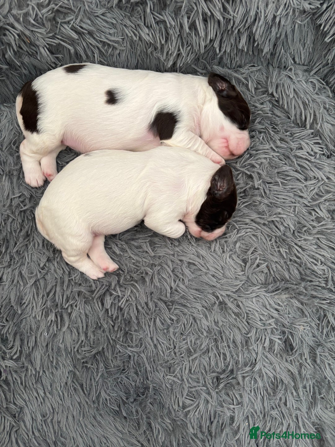 English Springer Spaniel dogs for sale: Beautiful English Springer Spaniel Puppies  - Image 7