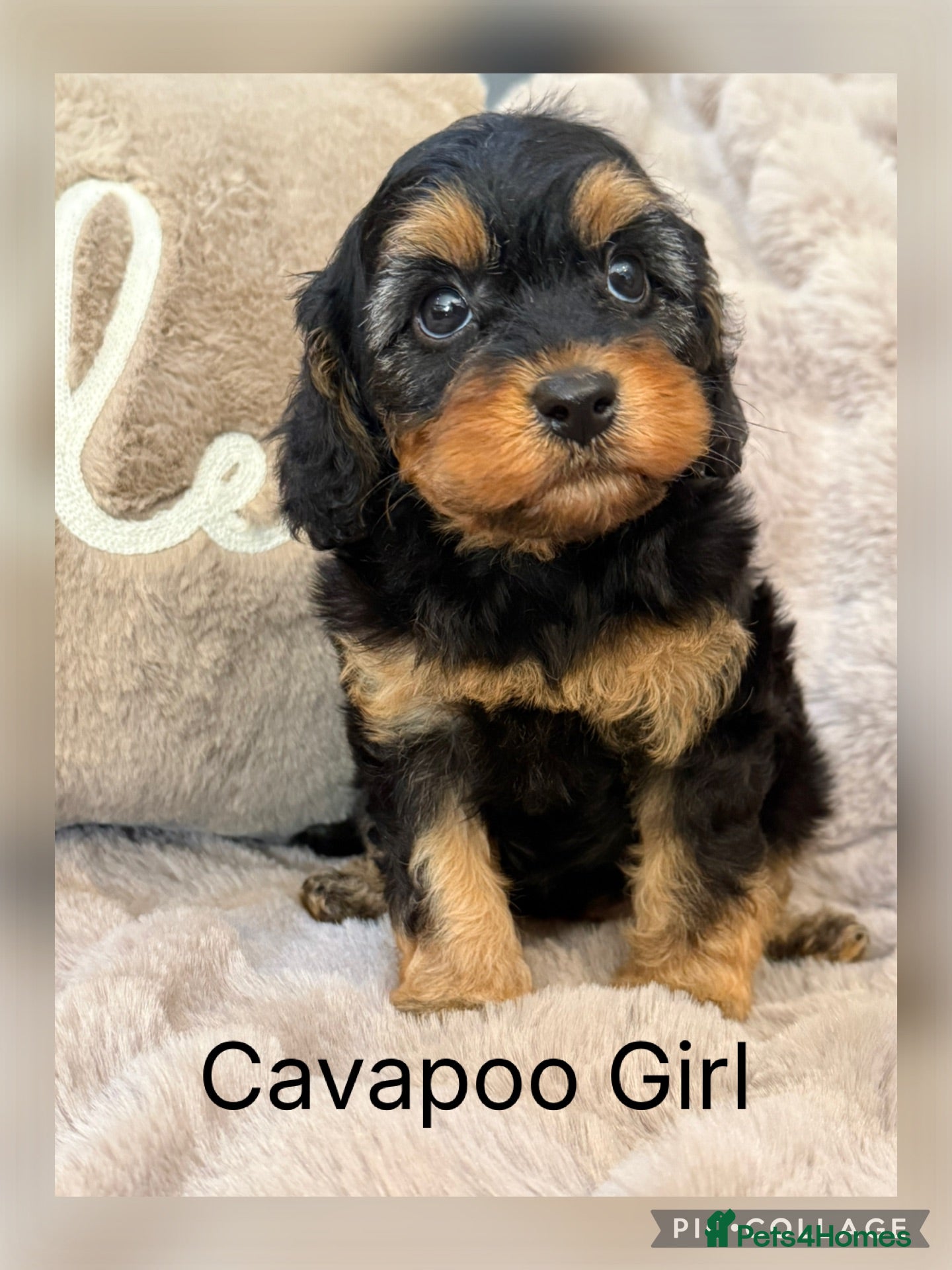 Cavapoo dogs F1 Cavapoo’s - Advert 7