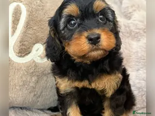 Cavapoo dogs F1 Cavapoo’s - Advert 1