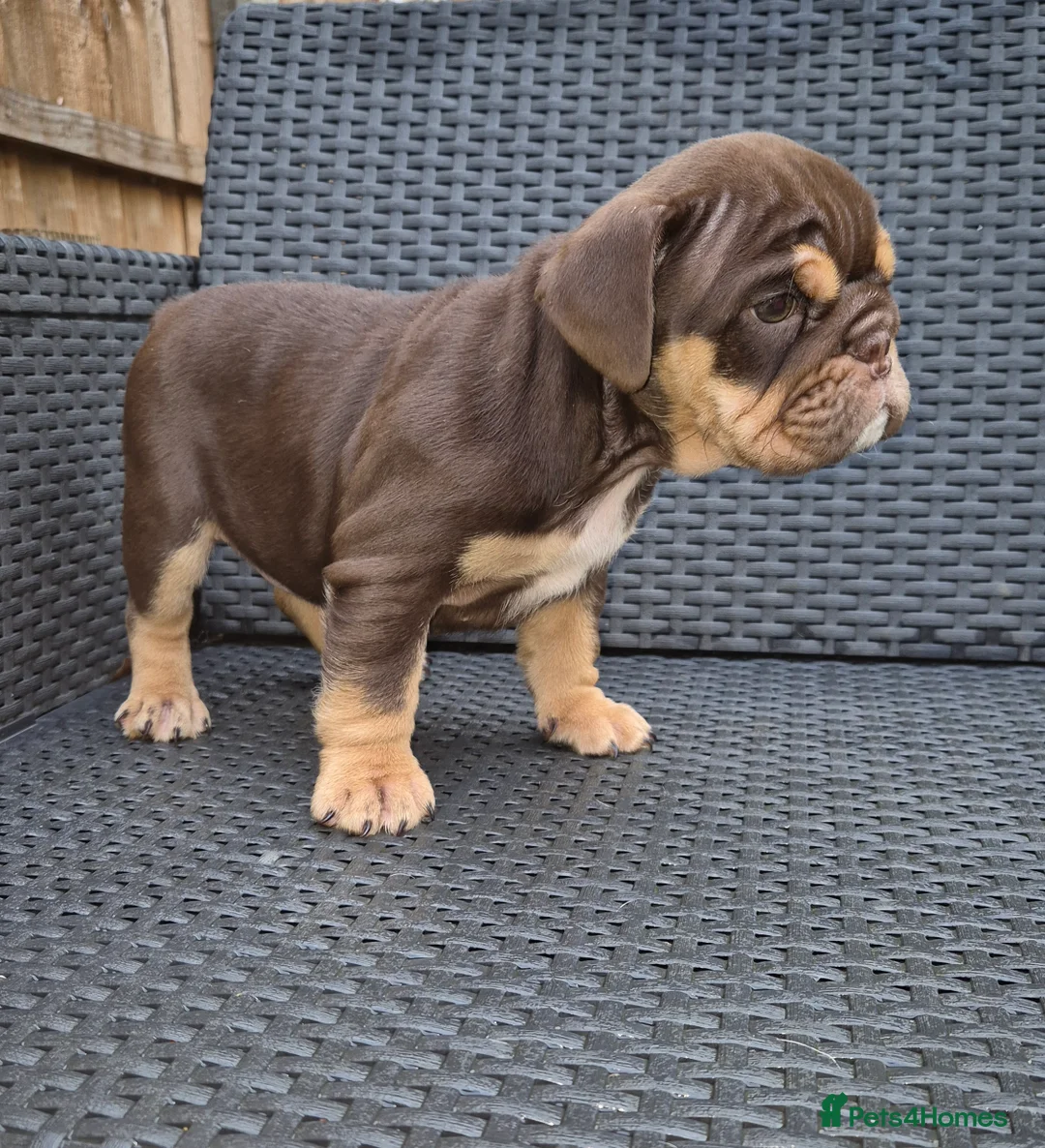 English Bulldog dogs for sale: Beautiful Chunky English Bulldog Pups - Advert 8
