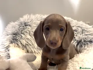 Miniature Dachshund dogs Ready Now Quality mini Isabela & tan Daxi puppy,s - Advert 13