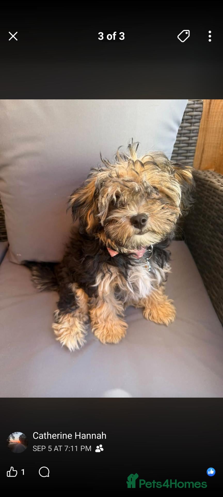 Zuchon dogs for sale: Adorable puppy - Advert 4