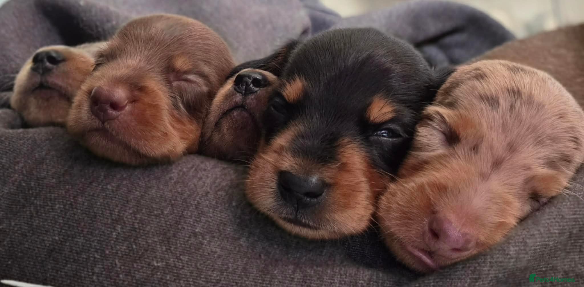 Miniature Dachshund dogs Beautiful miniature dachshunds  - Advert 17
