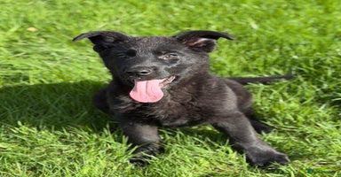 German Shepherd dogs - Advert 4