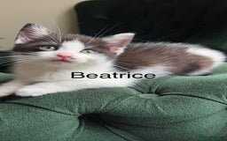 Mixed Breed cats for sale: Kittens for sale  - Image 2