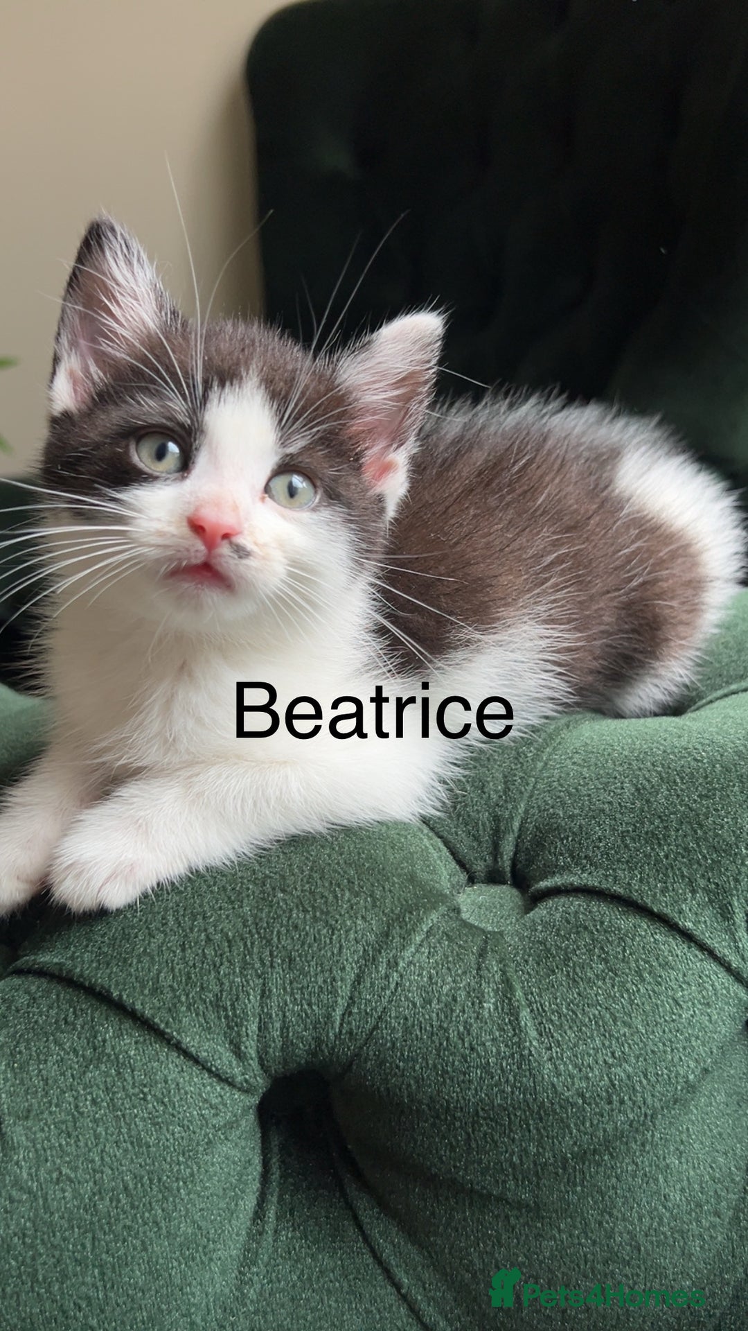 Mixed Breed cats for sale: Kittens for sale  - Image 2