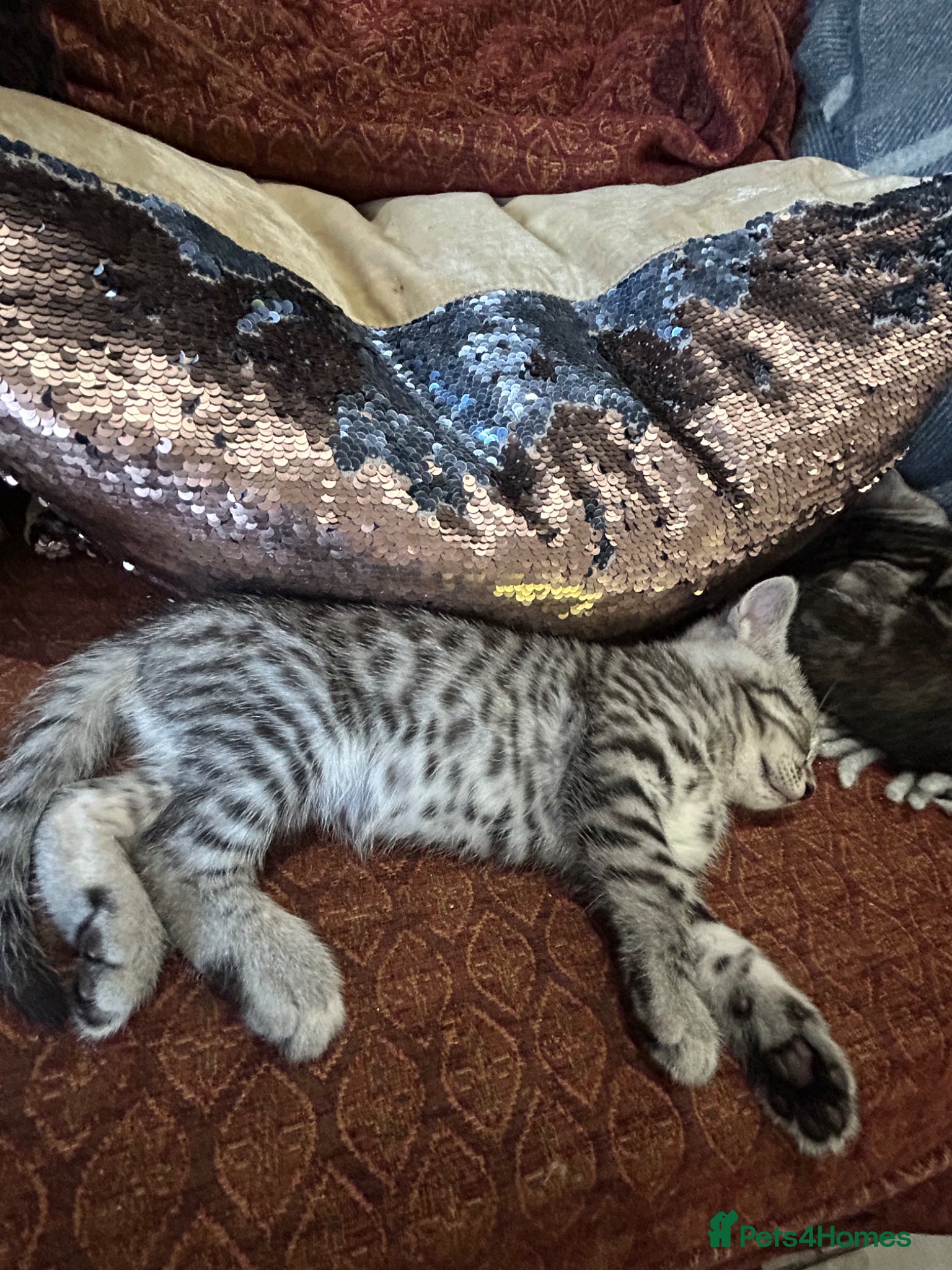 Maine Coon cats Maine coone kittens - Advert 4