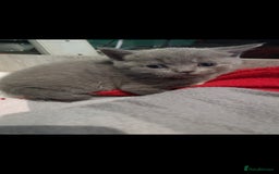 British Shorthair cats for sale: ✨️stunning brittish Shorthair kittens✨️ - Advert 10