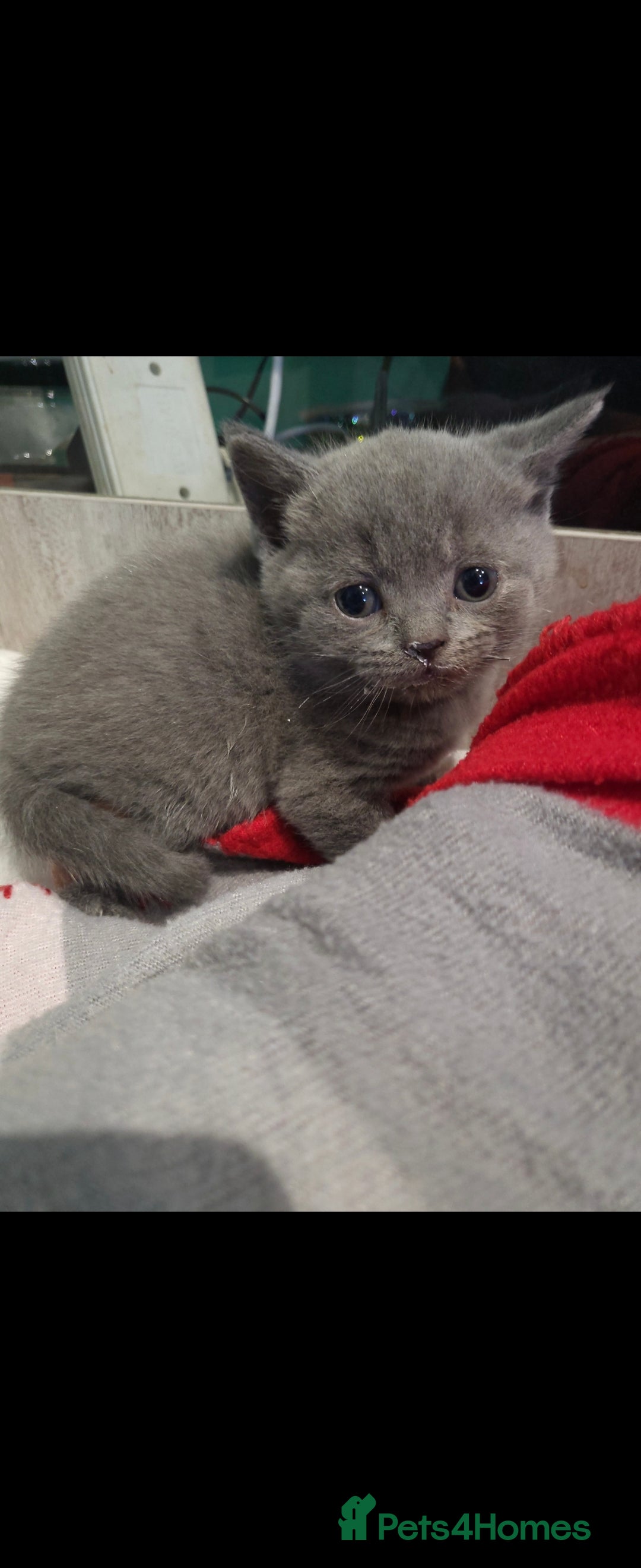 British Shorthair cats for sale: ✨️stunning brittish Shorthair kittens✨️ - Advert 10