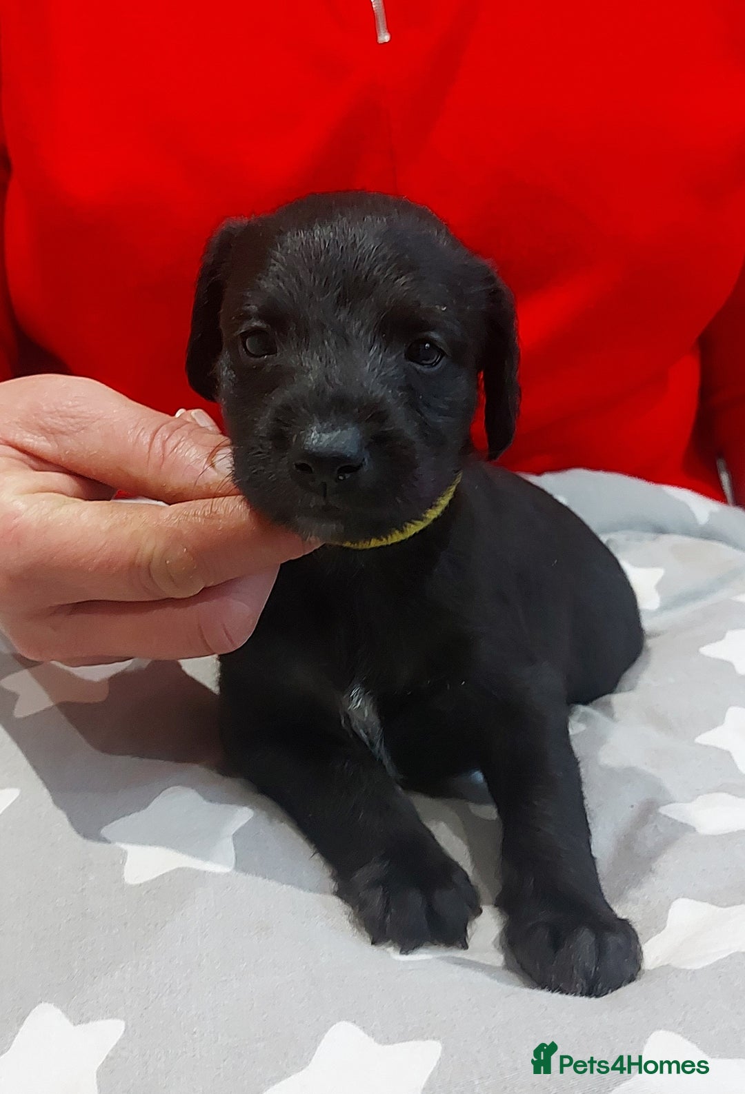Mixed Breed dogs for sale: Gorgeous first cross Beddlington Whippet pups. - Advert 5