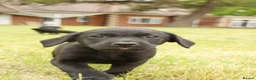 Labrador Retriever dogs for sale: Working KC Black Labrador Pups - Advert 11