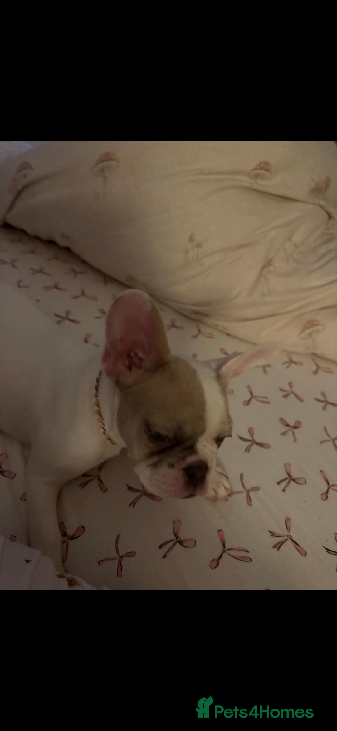 French Bulldog dogs for sale: Opal the French bulldog - Advert 7