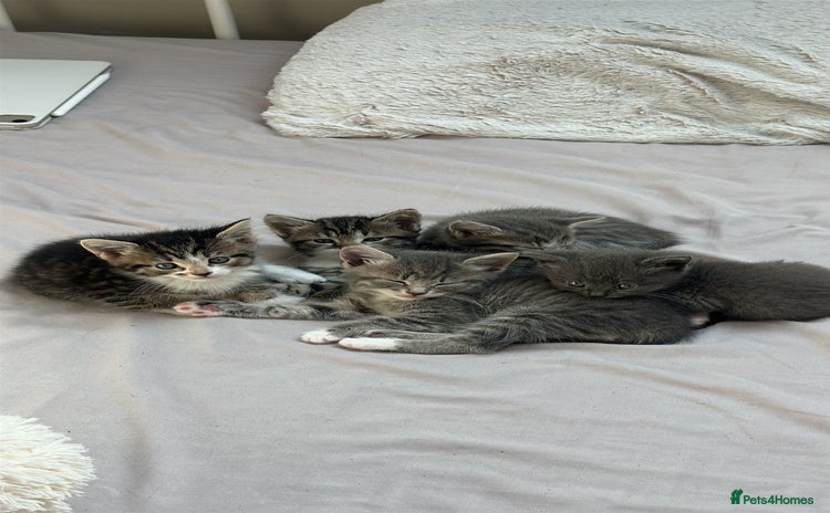 Mixed Breed cats - Advert 5