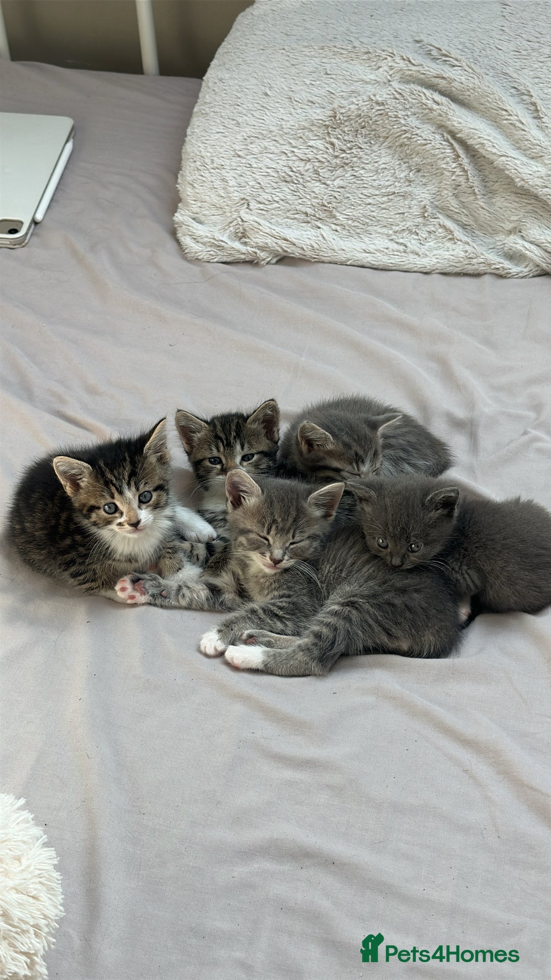 Mixed Breed cats for sale: 4 kittens for sale - Image 1