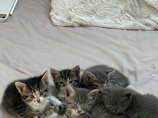 Mixed Breed cats - Advert 20