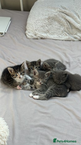 Mixed Breed cats - Advert 14