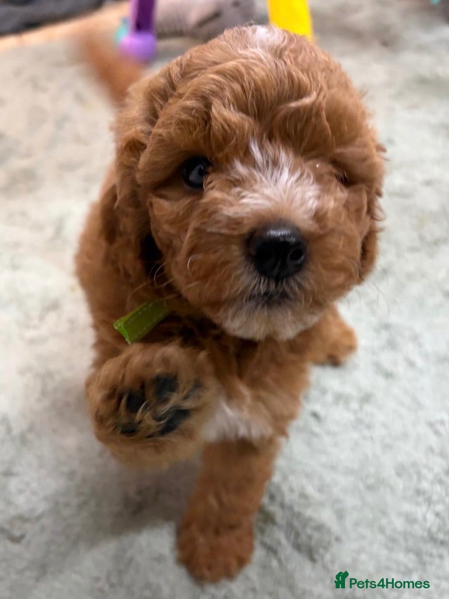 Mini Goldendoodle dogs Small sized Goldendoodle - Advert 1