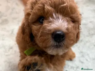 Mini Goldendoodle dogs Small sized Goldendoodle - Advert 1