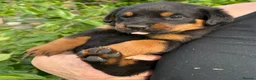 Rottweiler dogs for sale: 8 Rottweiler Pups (ONLY 2 LEFT) - Advert 21