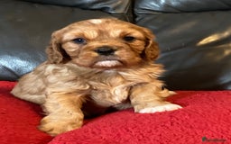 Cavalier King Charles Spaniel dogs for sale: Stunning ruby and black & tan puppies - Image 7