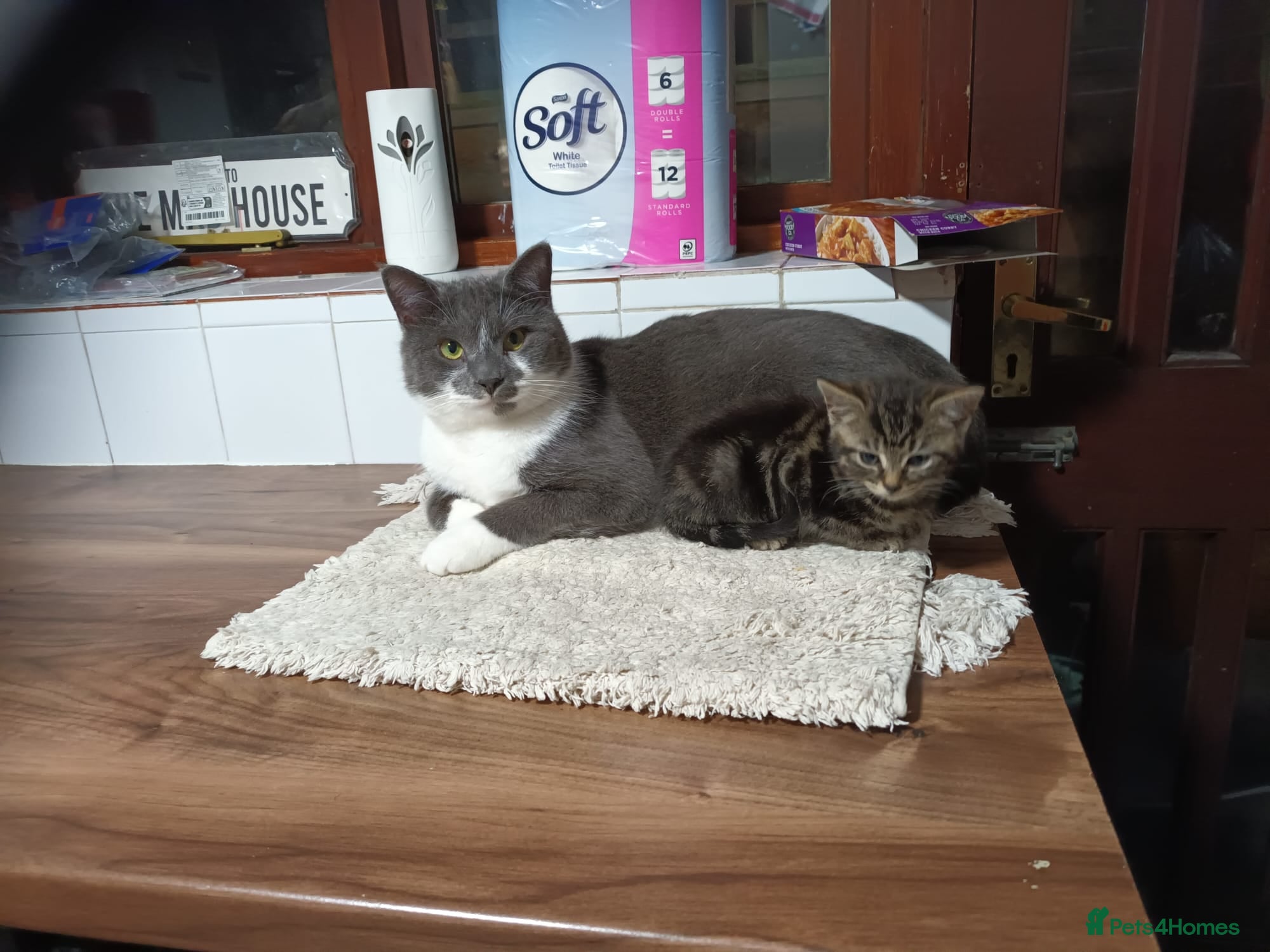 Mixed Breed cats Beautiful kittens looking for there forever home  - Advert 2