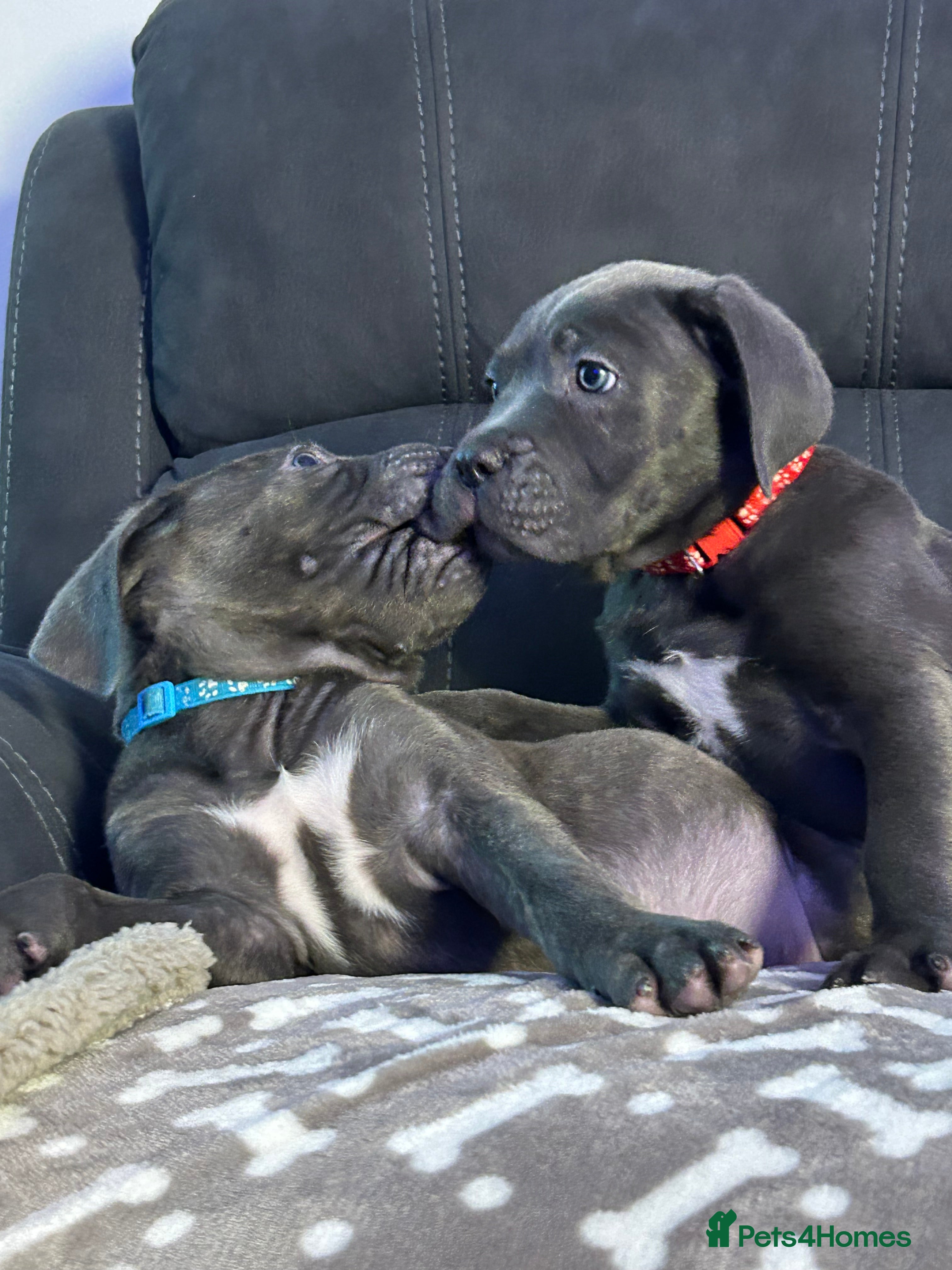 Cane Corso dogs Cane corso champion bloodline pups  - Advert 6