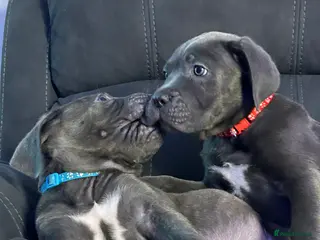 Cane Corso dogs Cane corso champion bloodline pups - Advert 6