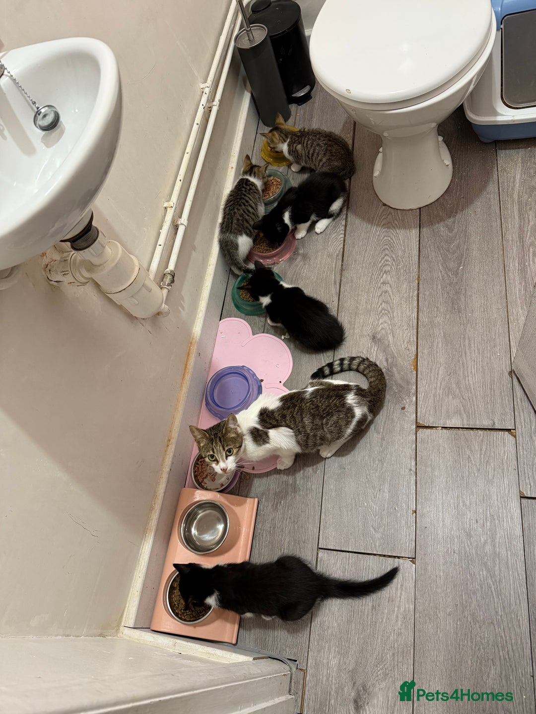 British Shorthair cats for sale: Litter of 6 kittens (3 left) - Image 9