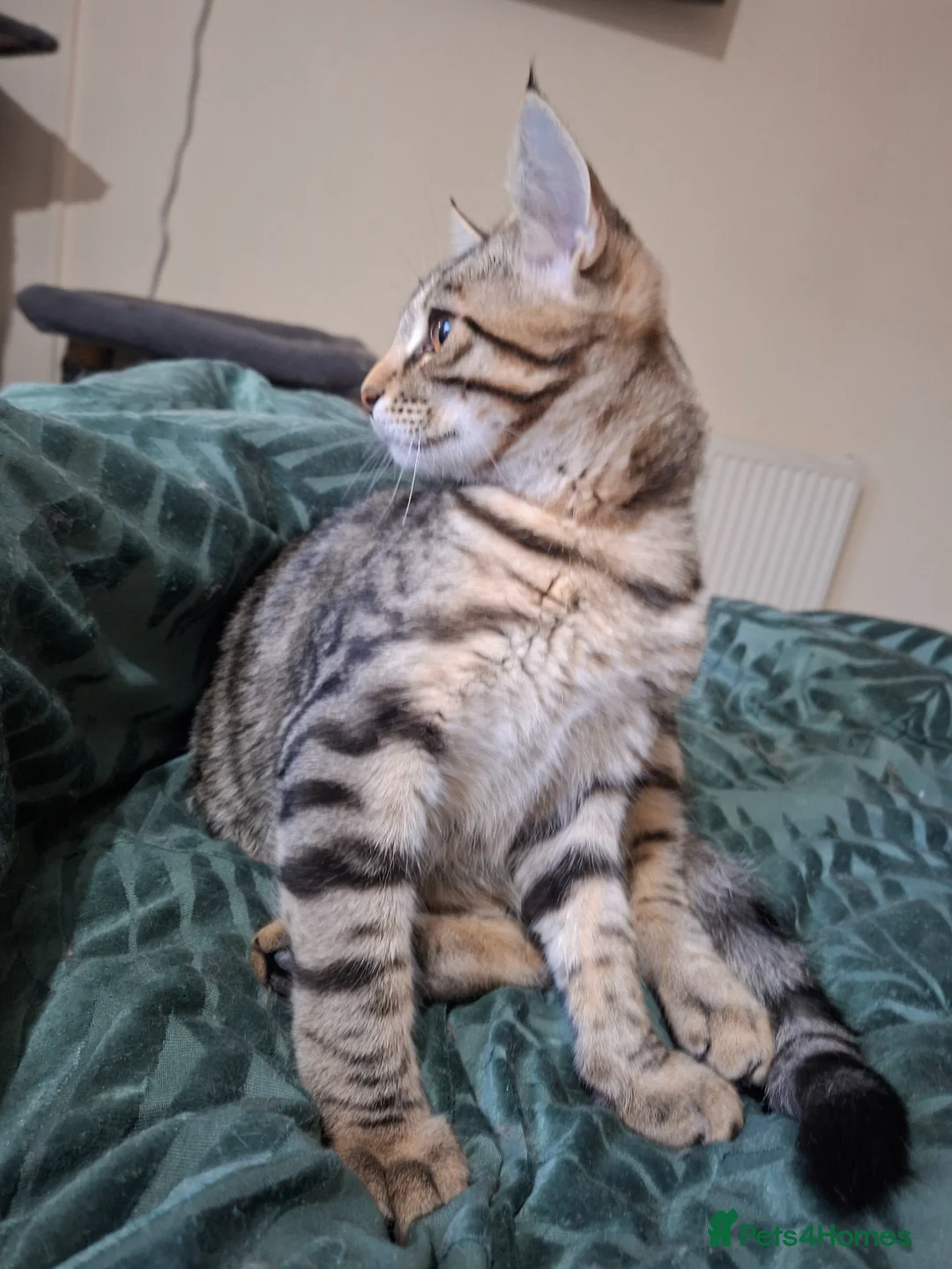 Mixed Breed cats for sale: 4 boys,XL Bengal × Maine Coon  - Advert 2