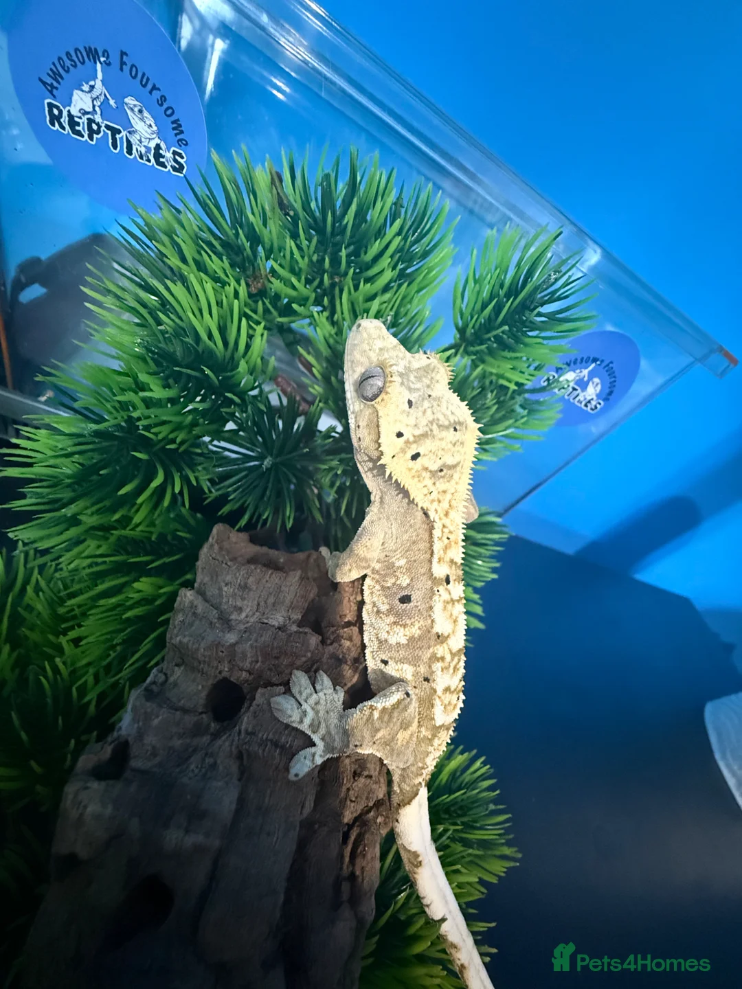 Gecko reptiles for sale: 🔥 1 YEAR OLD CRESTED GECKOS – READY TO GO 🔥 - Advert 23
