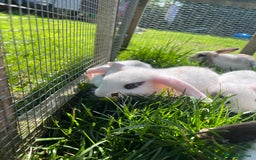 French Lop rabbits for sale: Beautiful Lop bunnies  - Image 11