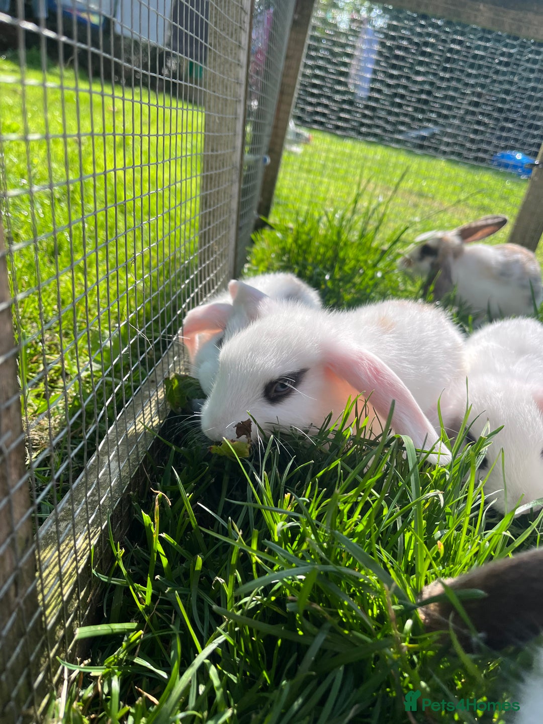 French Lop rabbits for sale: Beautiful Lop bunnies  - Image 11