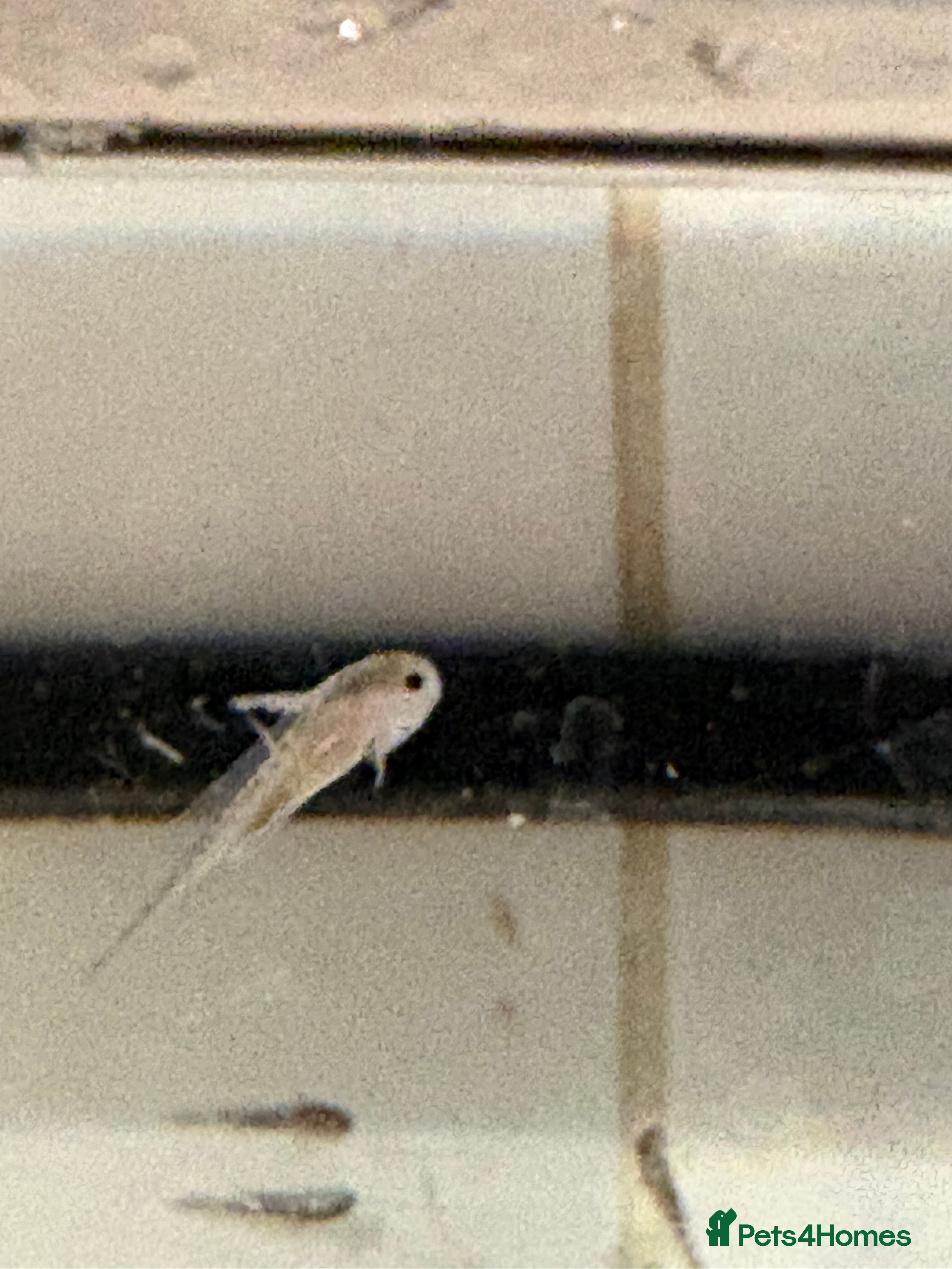 Other/Mixed Breed fish Baby Axolotls - Advert 1