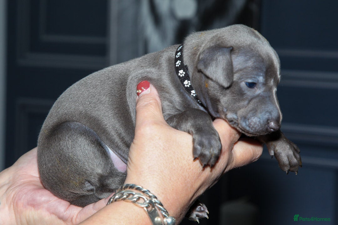 Italian Greyhound dogs for sale: 2 Stunning Italian Greyhound males left only £1800 in Norwich - Image 9