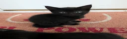 Domestic Shorthair cats for sale: Sweethearts ❤️ - Advert 5