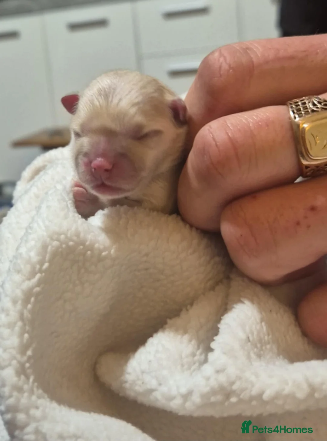 Pomeranian dogs for sale: Tiny Pomeranian girl based in Boston area - Advert 7