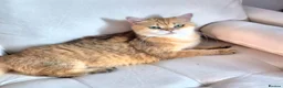British Longhair cats for sale: British Longhair/Shorthair black golden shaded  - Advert 11