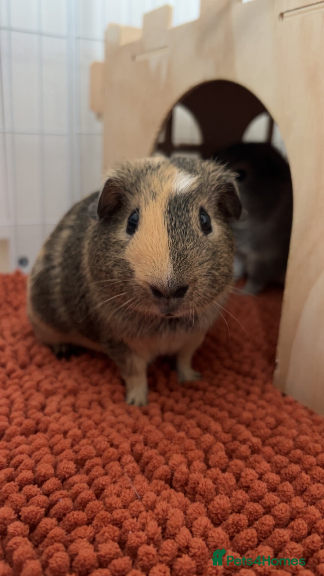 Guinea Pig rodents for sale: Two beautiful boars for sale  - Image 3
