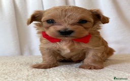 Maltipoo dogs for sale: F1 beautiful maltipoo baby’s 🩵🩷 - Image 8