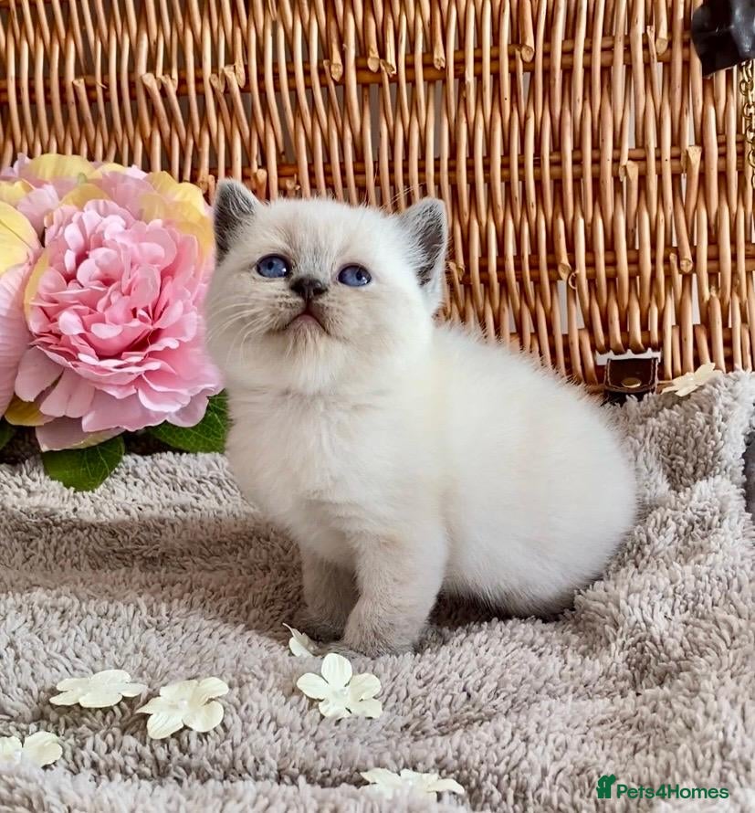 British Shorthair cats RARE SEAL LYNX PURE BRED BSH TEDDY BEARS - Advert 5