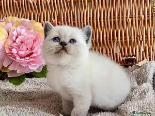 British Shorthair cats RARE SEAL LYNX PURE BRED BSH TEDDY BEARS - Advert 5