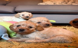 Cockapoo dogs for sale: Teddy bear cute Tiny Cockapoos  - Advert 21